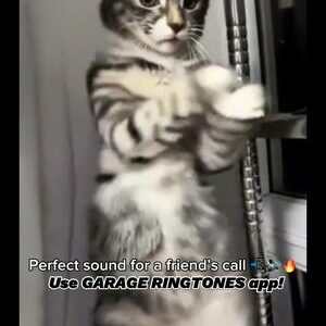 Wobbly wiggly bestie call vibes💗🔊 #fyp #wobblycat #wobblywiggly #travisscott